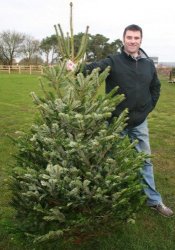 Premium Cut Nordman 6 foot tree