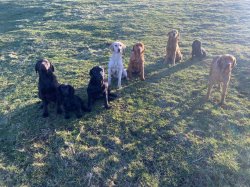 Dog Socialisation & Obedience Weekly Classes from Sunday 10th November 2pm