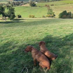 Weekly Gun Dog Training from 10th November 1pm