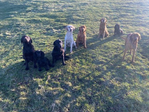 Dog Socialisation & Obedience Weekly Classes from Sunday 10th November 2pm